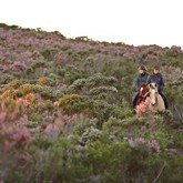 Horse riding on the Grootbos Reserve