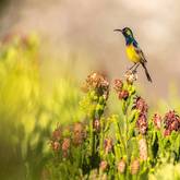 Bird Watching - Grootbos Private Nature Reserve - Xplorio™ Gansbaai