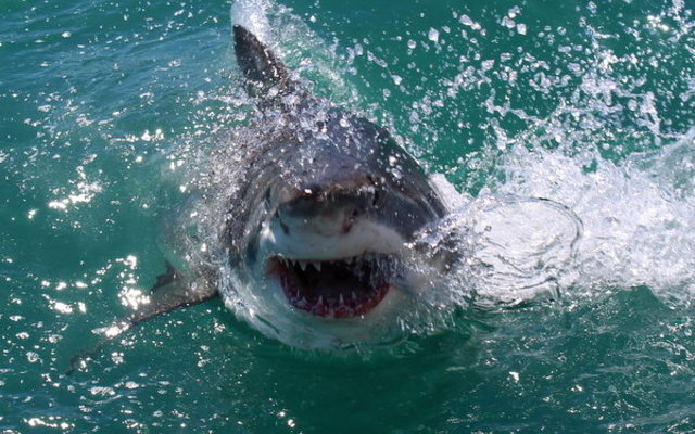 20151119_SF_Trip1_MBarron_IMG_00088