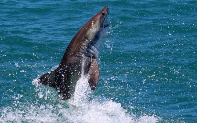 20151119_SF_Trip1_MBarron_IMG_00274