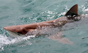 Bronze Whaler Sharks