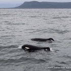 Gansbaai Orca Sightings 31 Oct 2015 Gansbaai Orca Sightings 31 Oct 2015