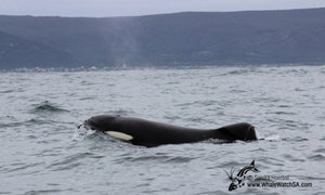 Killer Whales in Gansbaai, South Africa