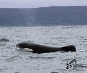 Killer Whales in Gansbaai, South Africa