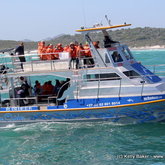 Dream Catcher - Our custom built whale watching vessel