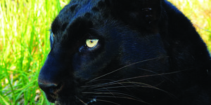 Lady Pardus