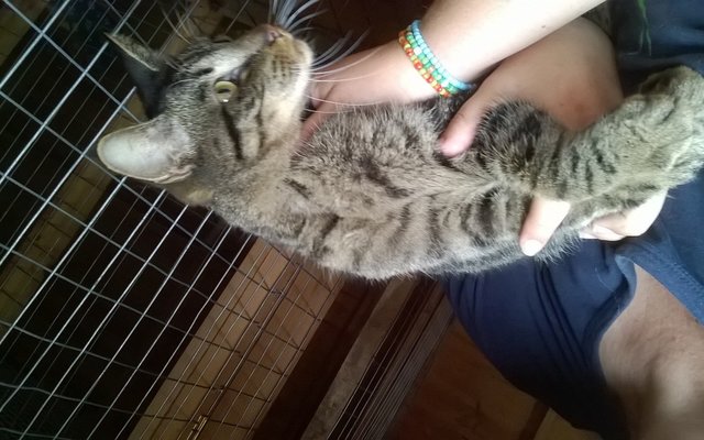 Dexter getting some love from field worker Lezelle Els