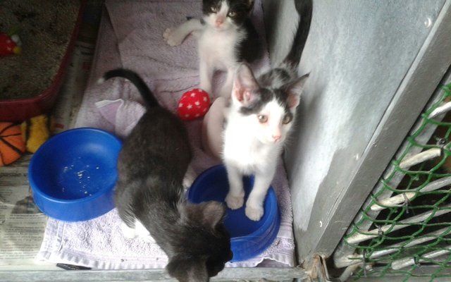 Master Jack, Crinkle Cur and Domino