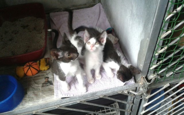 Three little kitties in a row. 