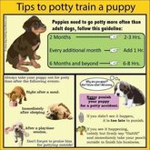Some puppy advise