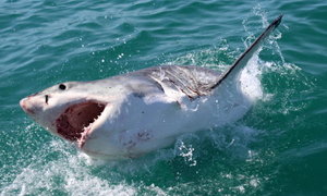 Great white sharks scarcity in Gansbaai January 2016