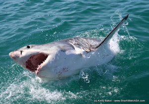 Great white sharks scarcity in Gansbaai January 2016