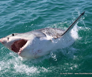 Great white sharks scarcity in Gansbaai January 2016