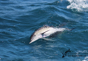 Daily Trip U6 February 2016