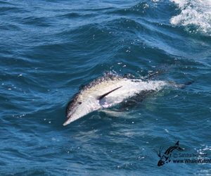 Daily Trip U6 February 2016