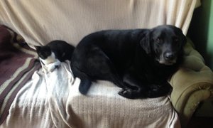 Master Jack finds loving home