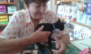 Another owl box kitten happy ending