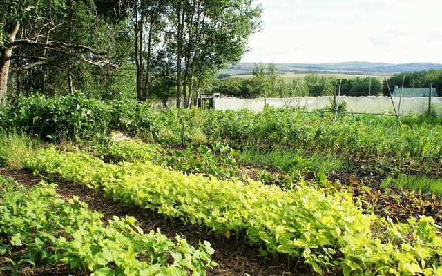 food garden