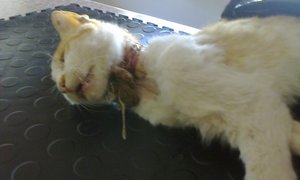 Do not tie things around animal's necks.