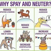 Spay and Neuter!!!!