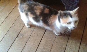 Pumpkin waiting to be adopted.