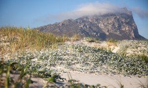 Discover the Great Outdoors of Pringle Bay & Rooi Els
