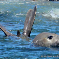 Elephant Seal - Sighted 4 March 2016