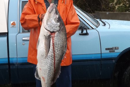 Gedurende die 7mm reën wat Woensdag, 10 Maart in Franskraal geval het, het Wynand Viljoen by die wrak geluk geslaan. Hierdie 1m14cm steenbras met ΄n gewig van 17kg is met ΄n mengsel van bloedwurm en prawn gevang. Herberg-aan-See het lekker aan hierdie vangs gesmul.  Foto: Monica Hayes