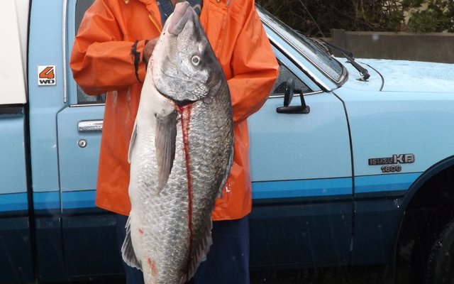 Gedurende die 7mm reën wat Woensdag, 10 Maart in Franskraal geval het, het Wynand Viljoen by die wrak geluk geslaan. Hierdie 1m14cm steenbras met ΄n gewig van 17kg is met ΄n mengsel van bloedwurm en prawn gevang. Herberg-aan-See het lekker aan hierdie vangs gesmul.  Foto: Monica Hayes