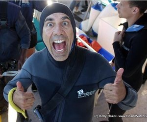 Northern Elephant Seal - Marine Evening