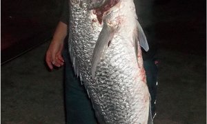 Frustrasie vir die hengelaar