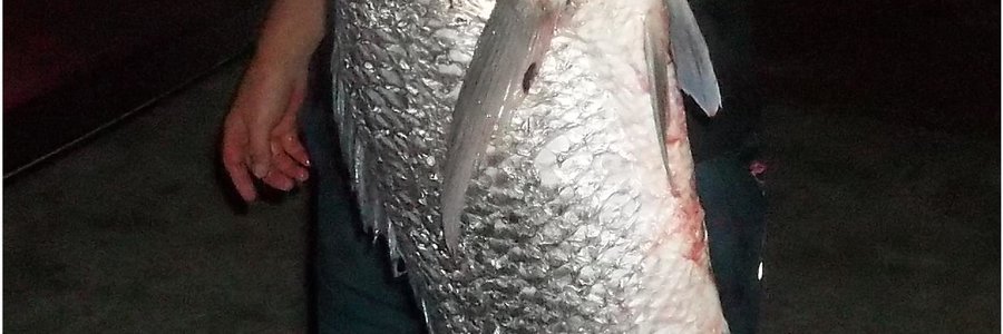 Albert van der Merwe is Donderdag met sonsak na Stanfordsbaai met die idee om vir ‘n ordentlike haai te hengel, en daarvoor het hy sommer twee sardyne as aas gebruik. Na sowat ‘n uur kry hy die verwagte byt en na so vyf minute se gespook is dit toe ‘n mooi witsteenbras wat bo die water verskyn. Sy hengelmaat is kransaf en het die lywige vis aan die kieue beetgekry (want die gaffel lê mos by die huis!). Dis net toe dat die vis losruk, maar na ‘n ordentlike gespartel lê die steenbras op die wal en na die binnegoed verwyder is weeg hy toe steeds agt kilogram.   