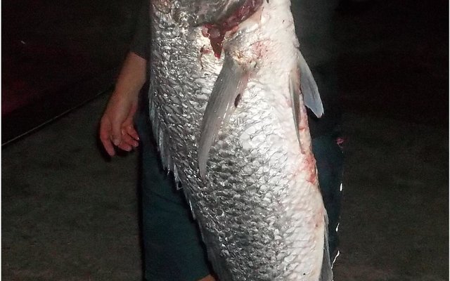 Albert van der Merwe is Donderdag met sonsak na Stanfordsbaai met die idee om vir ‘n ordentlike haai te hengel, en daarvoor het hy sommer twee sardyne as aas gebruik. Na sowat ‘n uur kry hy die verwagte byt en na so vyf minute se gespook is dit toe ‘n mooi witsteenbras wat bo die water verskyn. Sy hengelmaat is kransaf en het die lywige vis aan die kieue beetgekry (want die gaffel lê mos by die huis!). Dis net toe dat die vis losruk, maar na ‘n ordentlike gespartel lê die steenbras op die wal en na die binnegoed verwyder is weeg hy toe steeds agt kilogram.   