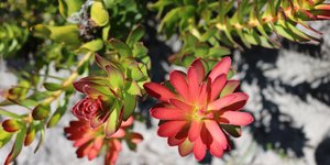 lovefynbos