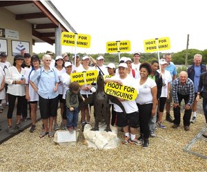African Penguin Promises Waddle
