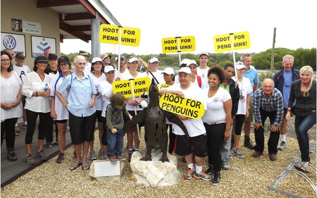 Gansbaai_African_Penguin_Promises_Waddle_1