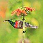 Sunbirds at Tides River Lodge