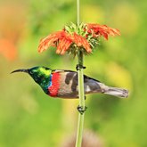 Sunbirds at Tides River Lodge