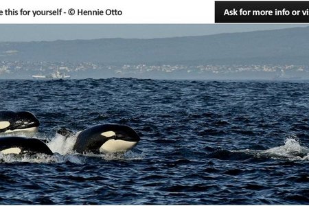 Wilfred Chivell en Hennie Otto het hierdie Orkas Sondagmiddag in die baai gesien. Hulle was deur Paul Hendrik Franken in kennis gestel dat daar ‘n groot groep dolfyne in die area is en met dié is hulle uit op Whale Whisperer om te gaan ondersoek instel. Saam met die groep dolfyne (Common Dolphins) het hulle die groep van ses Orkas ook gesien.