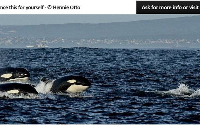 Wilfred Chivell en Hennie Otto het hierdie Orkas Sondagmiddag in die baai gesien. Hulle was deur Paul Hendrik Franken in kennis gestel dat daar ‘n groot groep dolfyne in die area is en met dié is hulle uit op Whale Whisperer om te gaan ondersoek instel. Saam met die groep dolfyne (Common Dolphins) het hulle die groep van ses Orkas ook gesien.
