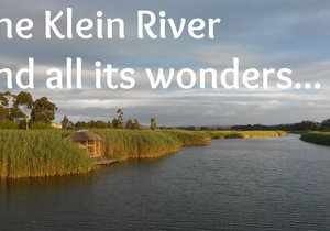 The Klein River and all its wonders