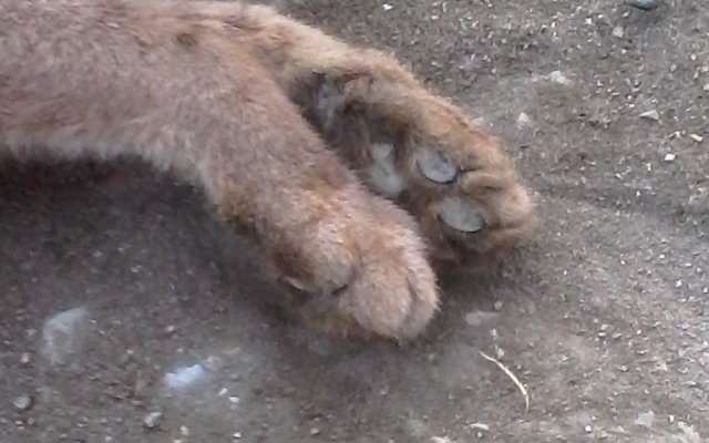 The male, whom I named Wild, paws as he laid lifeless on the dirt road. May these beautiful boy's paws roam free accross the golden bridge
