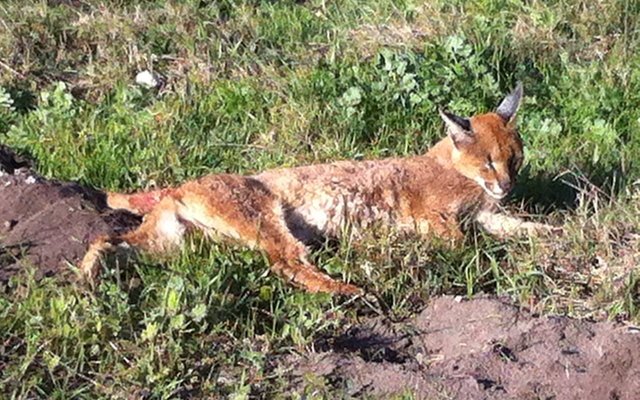 The female, I named her FREE, here in severe pain as we waited for Dr Marc Walton to arrive