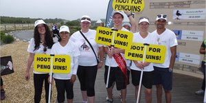 Gansbaai_Waggel_Waggel_Pikkewyne_4