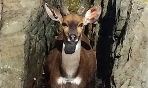 Wildsbokkies-verhale