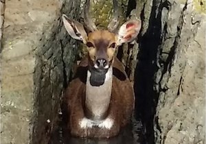 Wildsbokkies-verhale