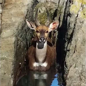 Die bosbokrammetjie wat deur Danie en Minette Maree tussen rotse in seewater afgeneem is.