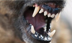 Dog attacks – Protect yourself