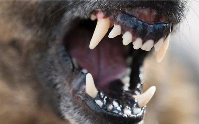 Gansbaaai_Dog_attacks_Protect_yourself