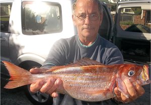 Hoekom geen geelbek?
